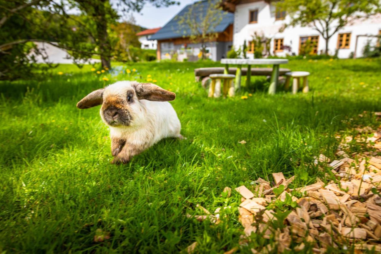 Vorderreithbauer Appartement Hof bei Salzburg Buitenkant foto